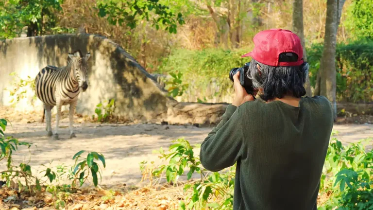 Compare Corbett and Ranthambore for a 5-Day Wildlife Photography Trip in November on a 50K Budget Compare Corbett and Ranthambore for a 5-Day Wildlife Photography Trip in November on a 50K Budget